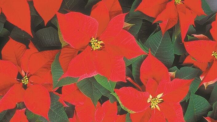 Winter gardening with houseplants